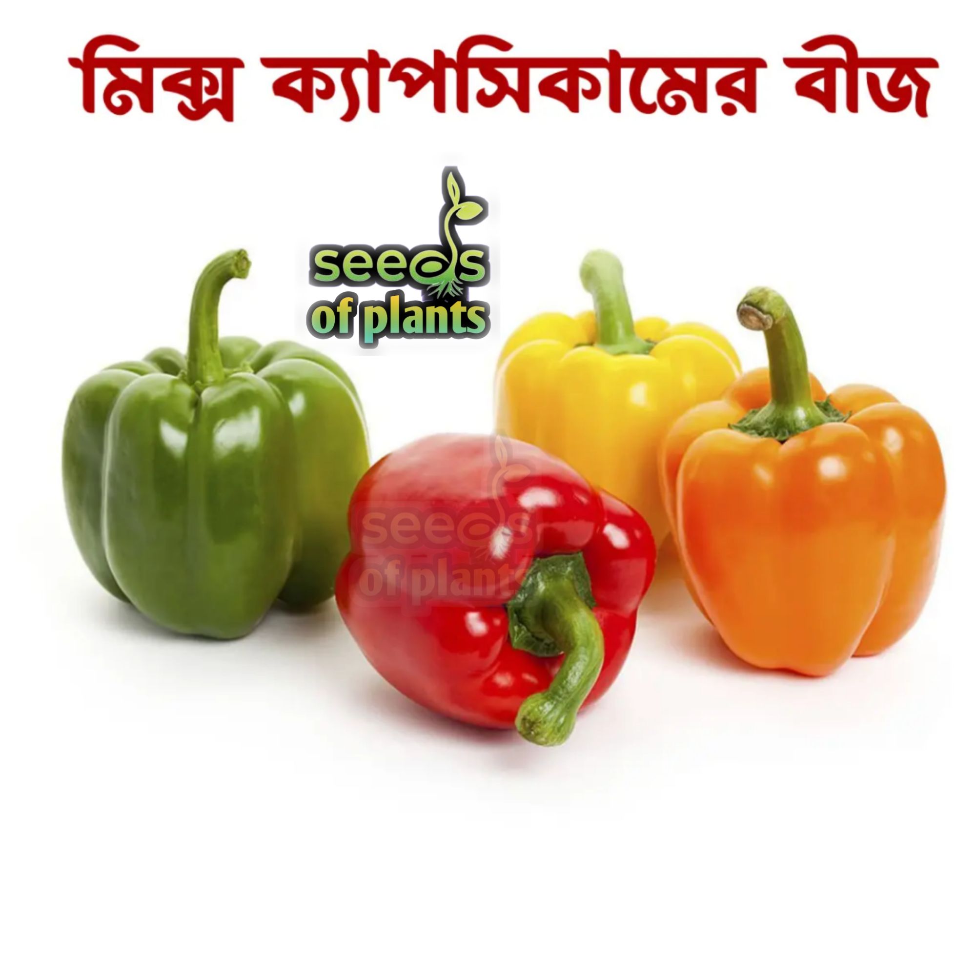 High Quality Capcicum Colorful Capsicum Mix Seeds Green/red/yellow mix seed (50 seeds)/seeds/seed/bij/ seeds of plants