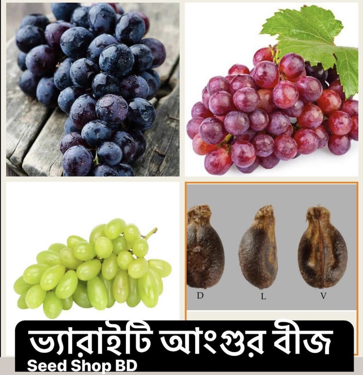 All Season Red,Black,Green mixed grapes Seeds -20pcs