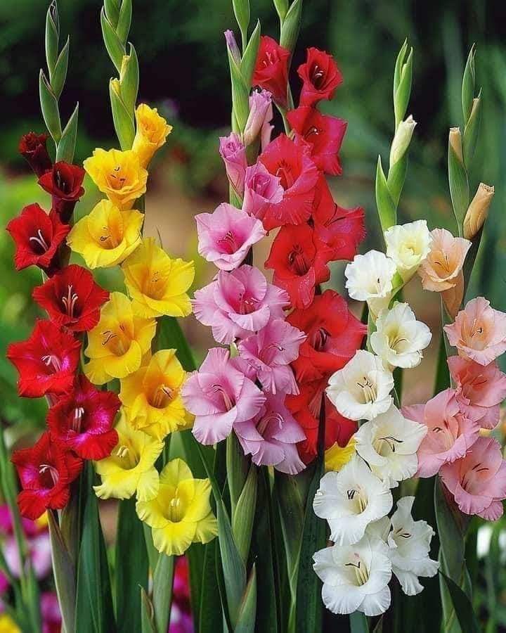 Gladiolus flower bulb 3piece bulb/tuber (mixed color)