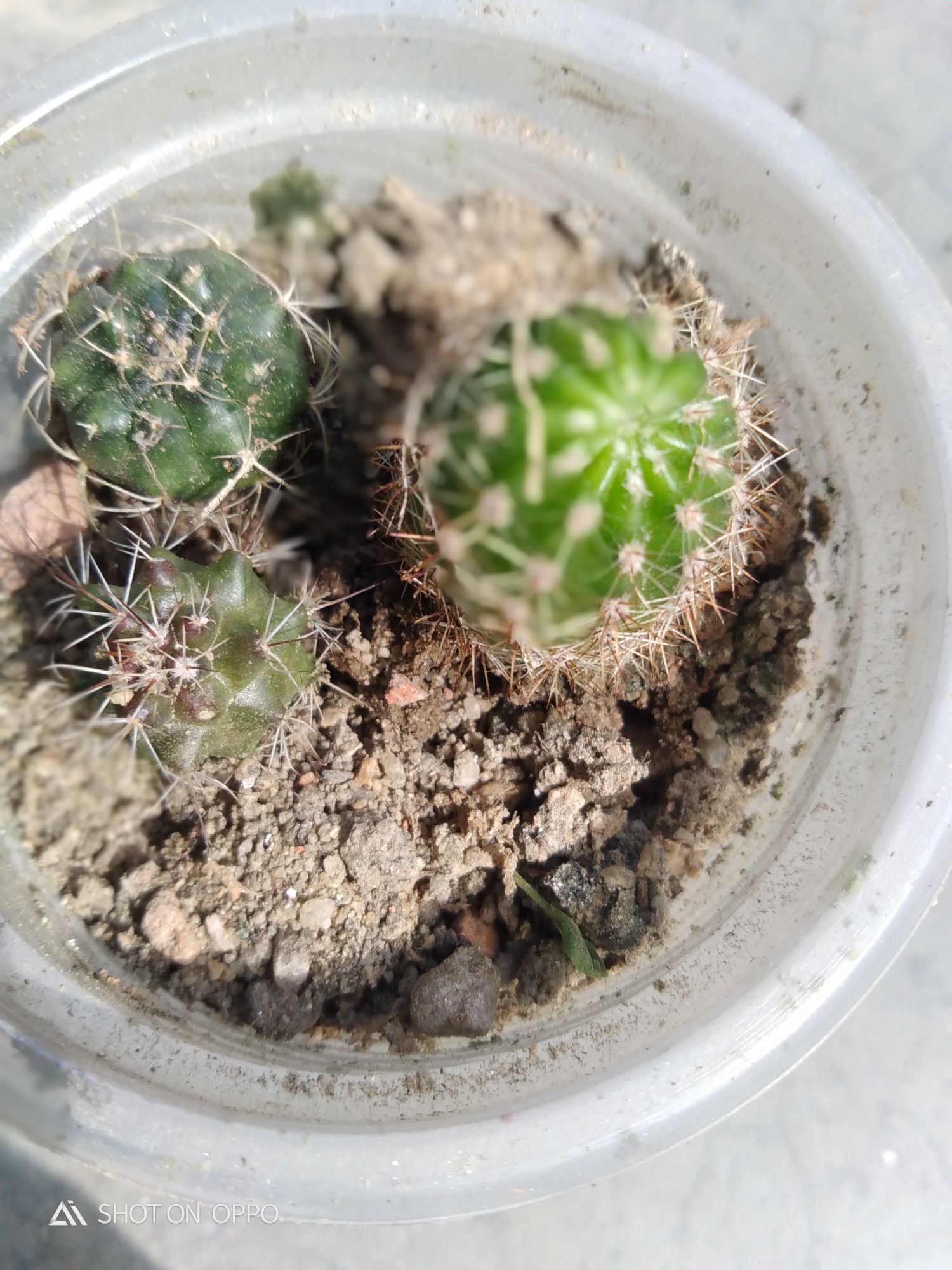 3 different cactus with out pot and media. 