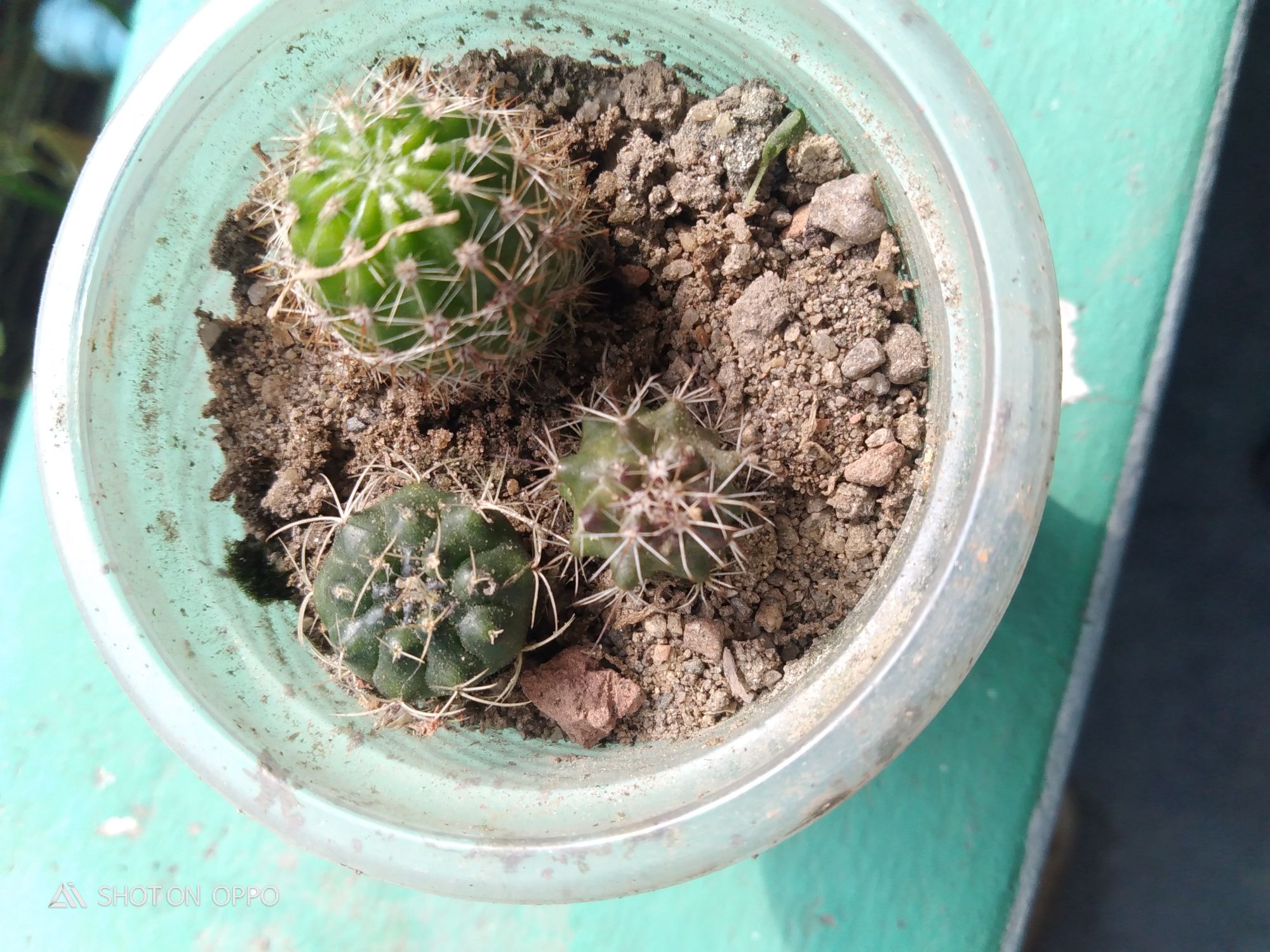 3 different cactus with out pot and media