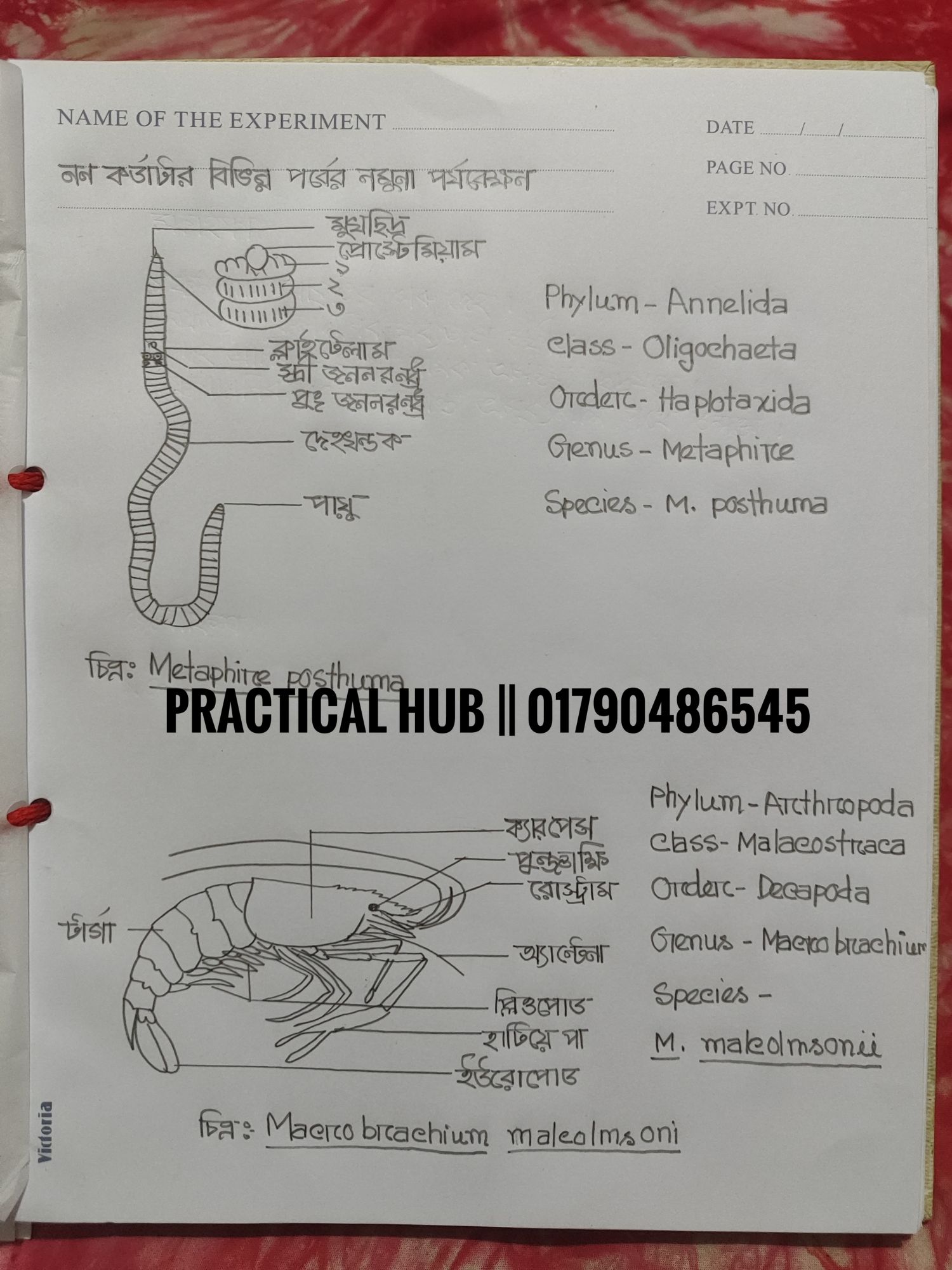 Hsc 2025 Biology 2nd Paper Full Complete Practical Notebook. 