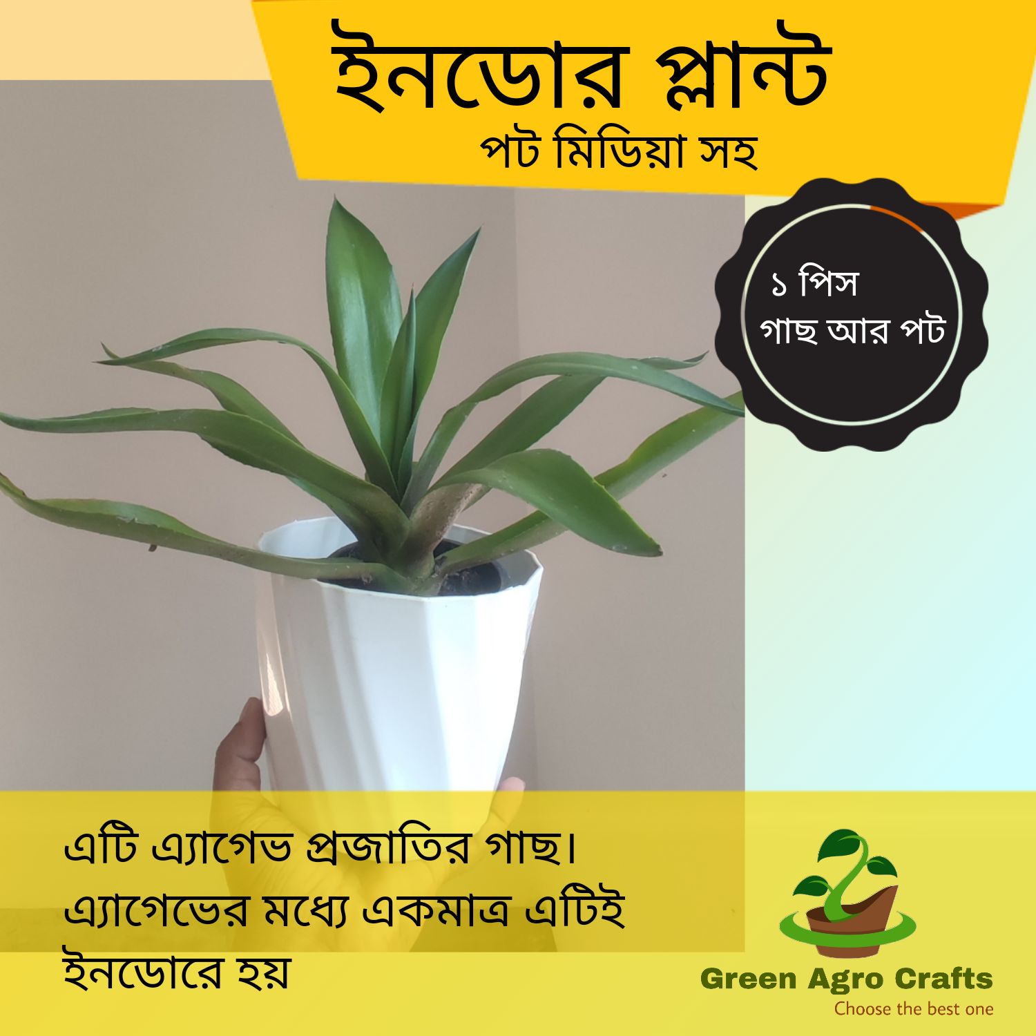 Best Agave for indoor plant with pot and media