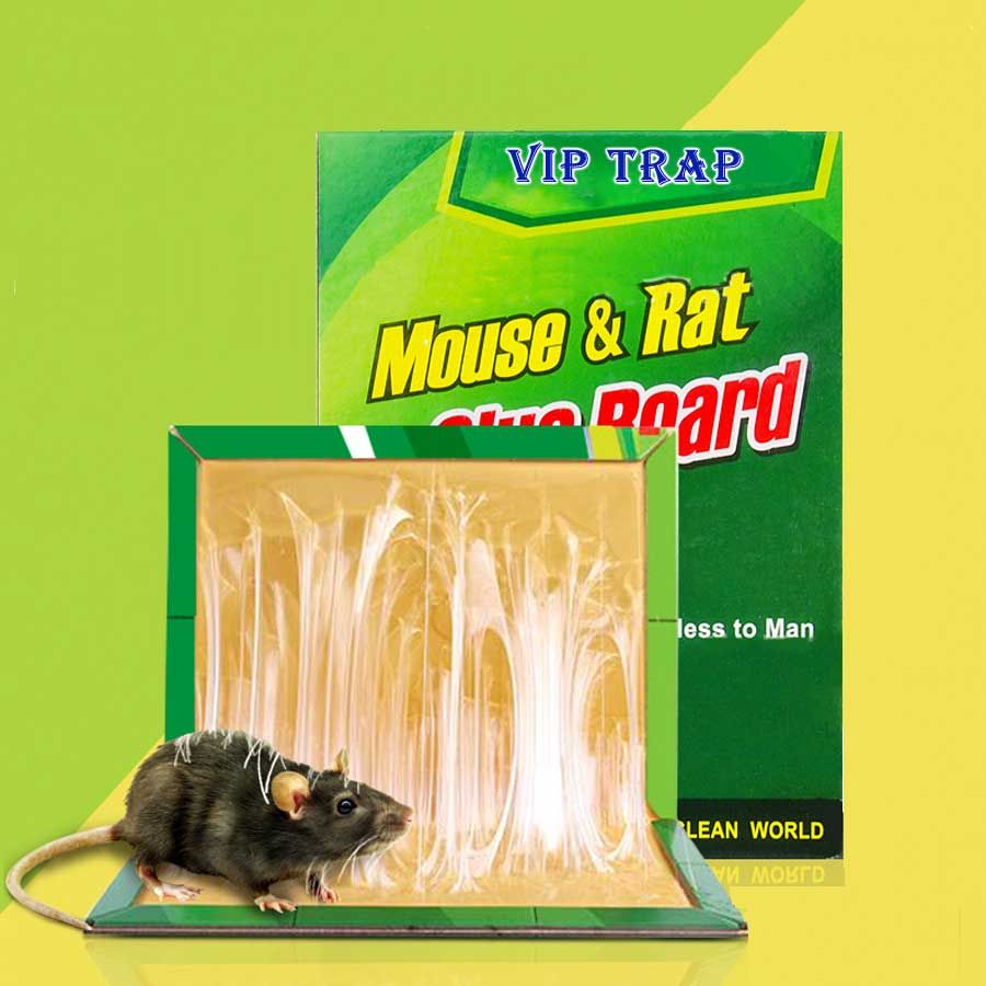 Mouse and Rat Glue Tape 1 Piece. 