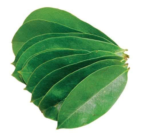 Soursop leaves corossol leaves 200 pcs. 