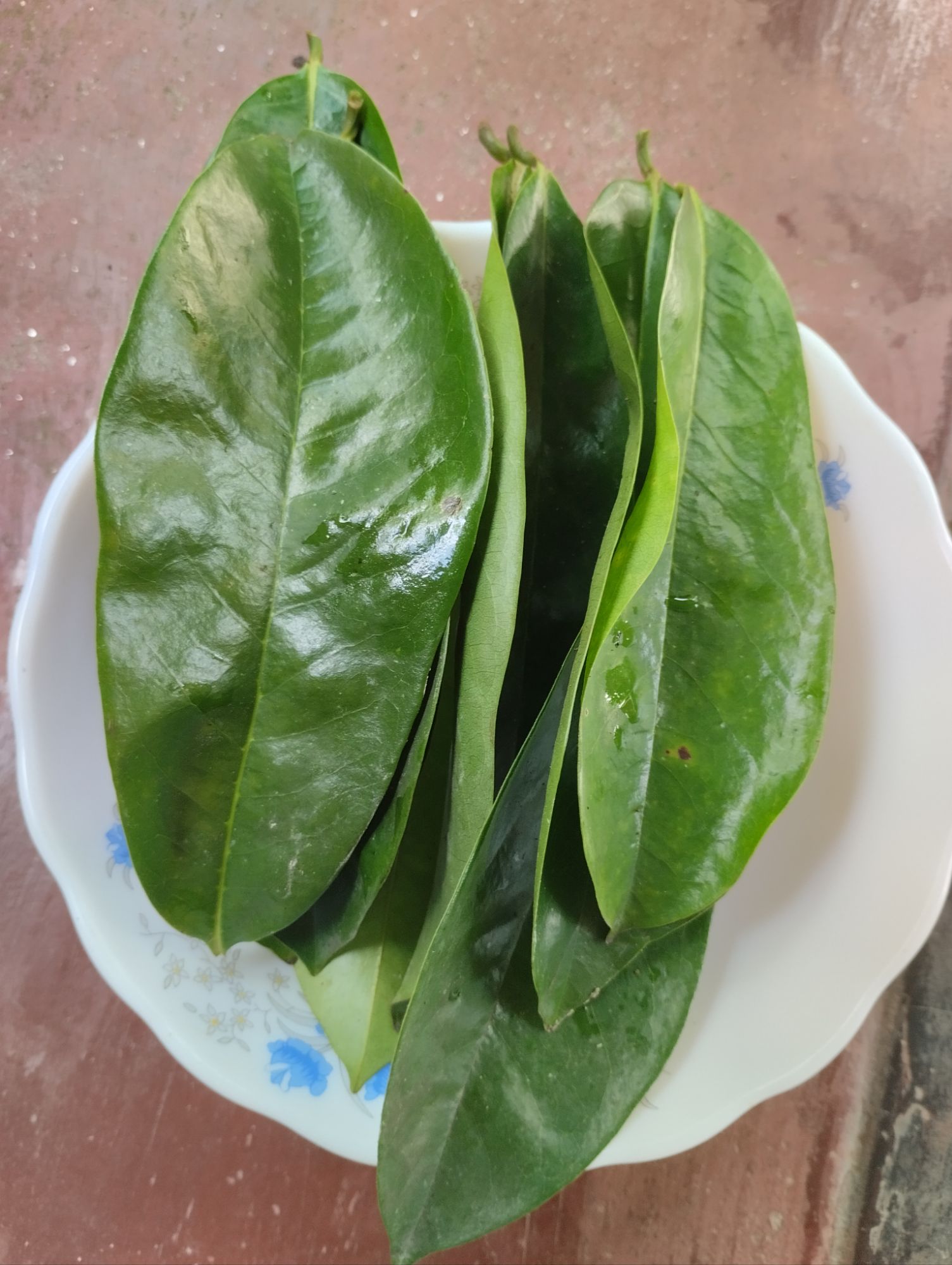 Soursop leaves corossol leaves 200 pcs. 