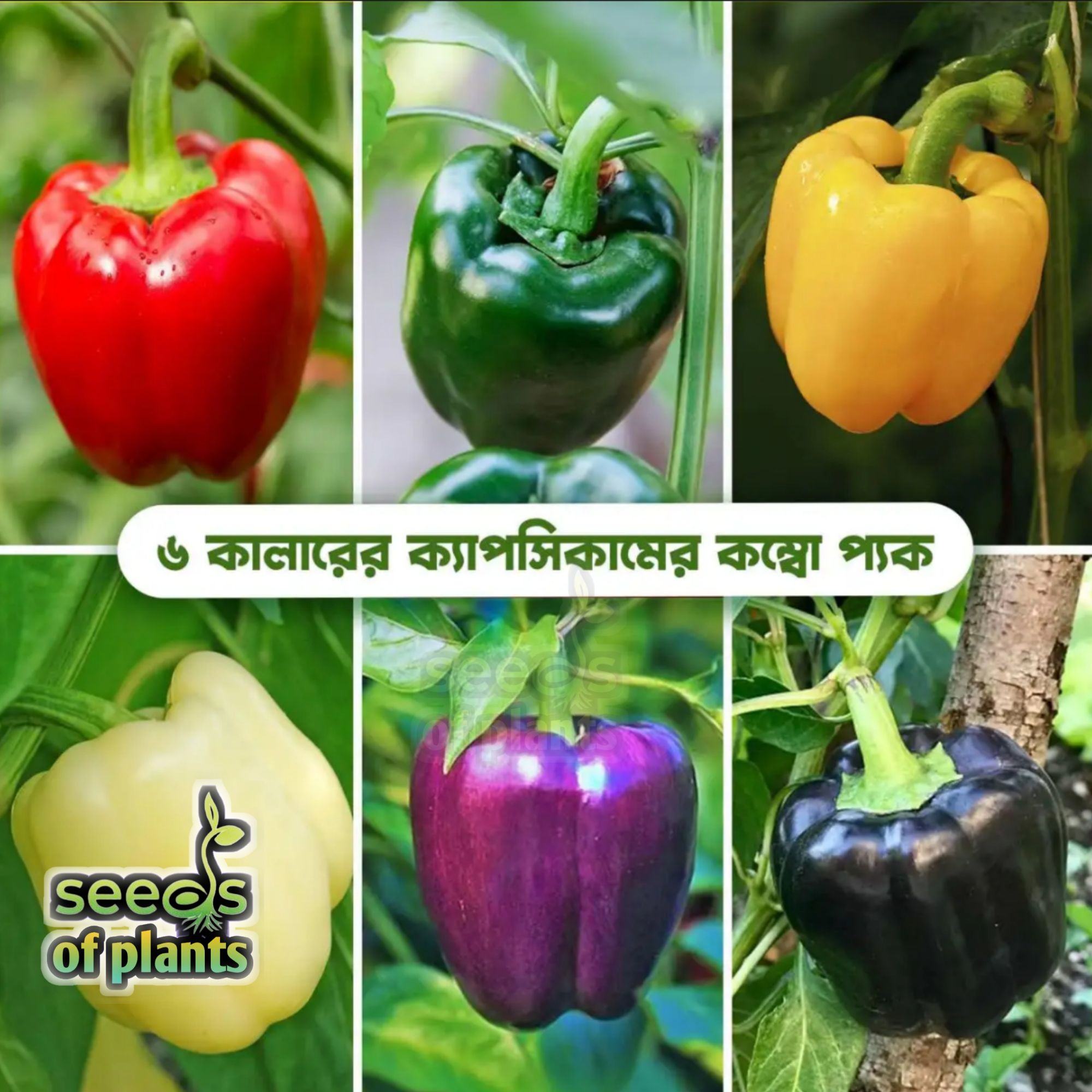 High Quality Capcicum 6 Colorful Capsicum Mix Seeds Green/red/yellow mix seed (50 seeds)/seeds/seed/bij/ seeds of plants