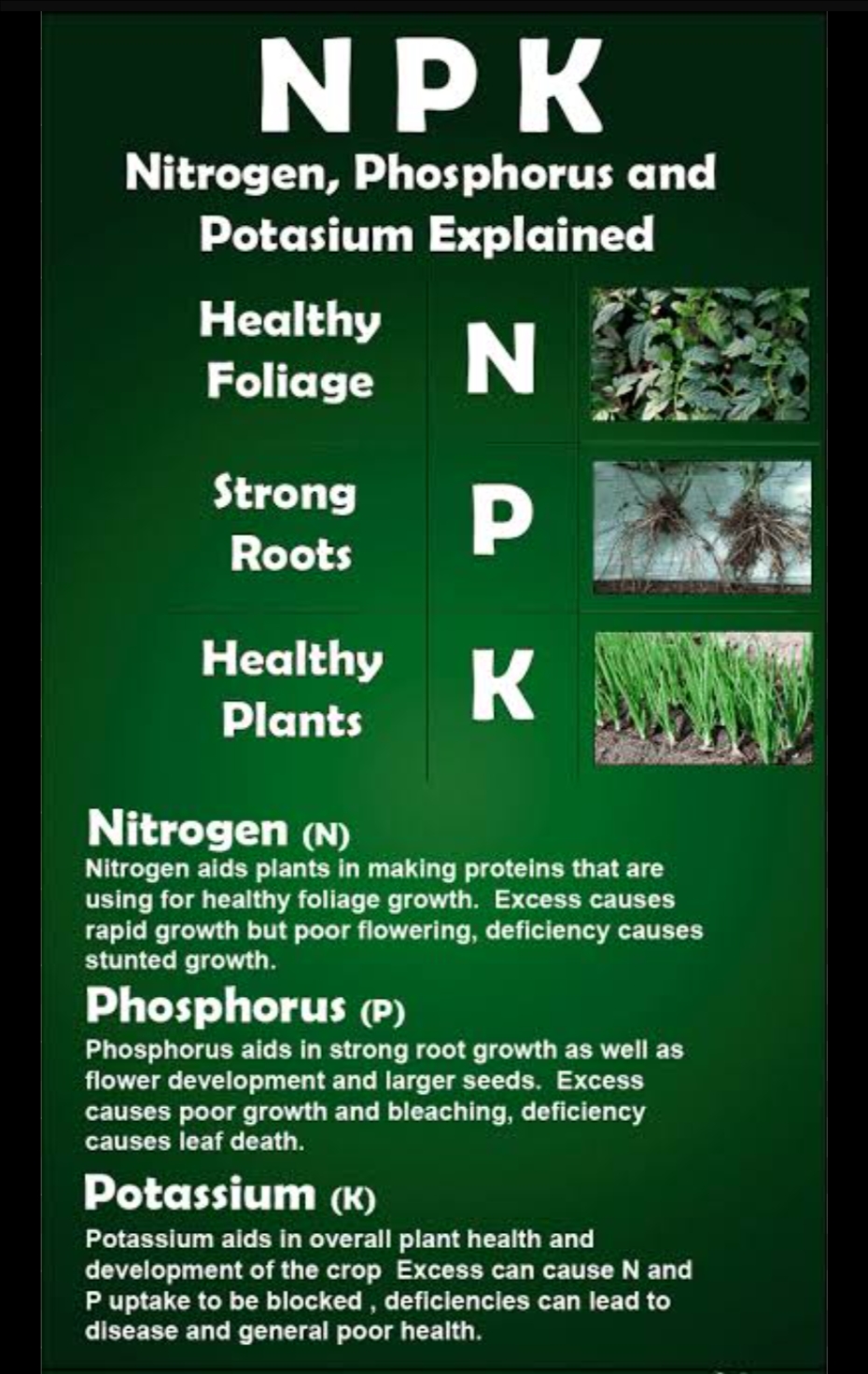 NPK 12 61 00 For Plants MONO AMMONIUM PHOSPHATE 100 gm Repack Packet Water Soluble Fertilizer   FOR VEGETABLES FLOWER HYDROPONICS and FRUITS Speciality Crystalline  Aries Agro  Indian. 