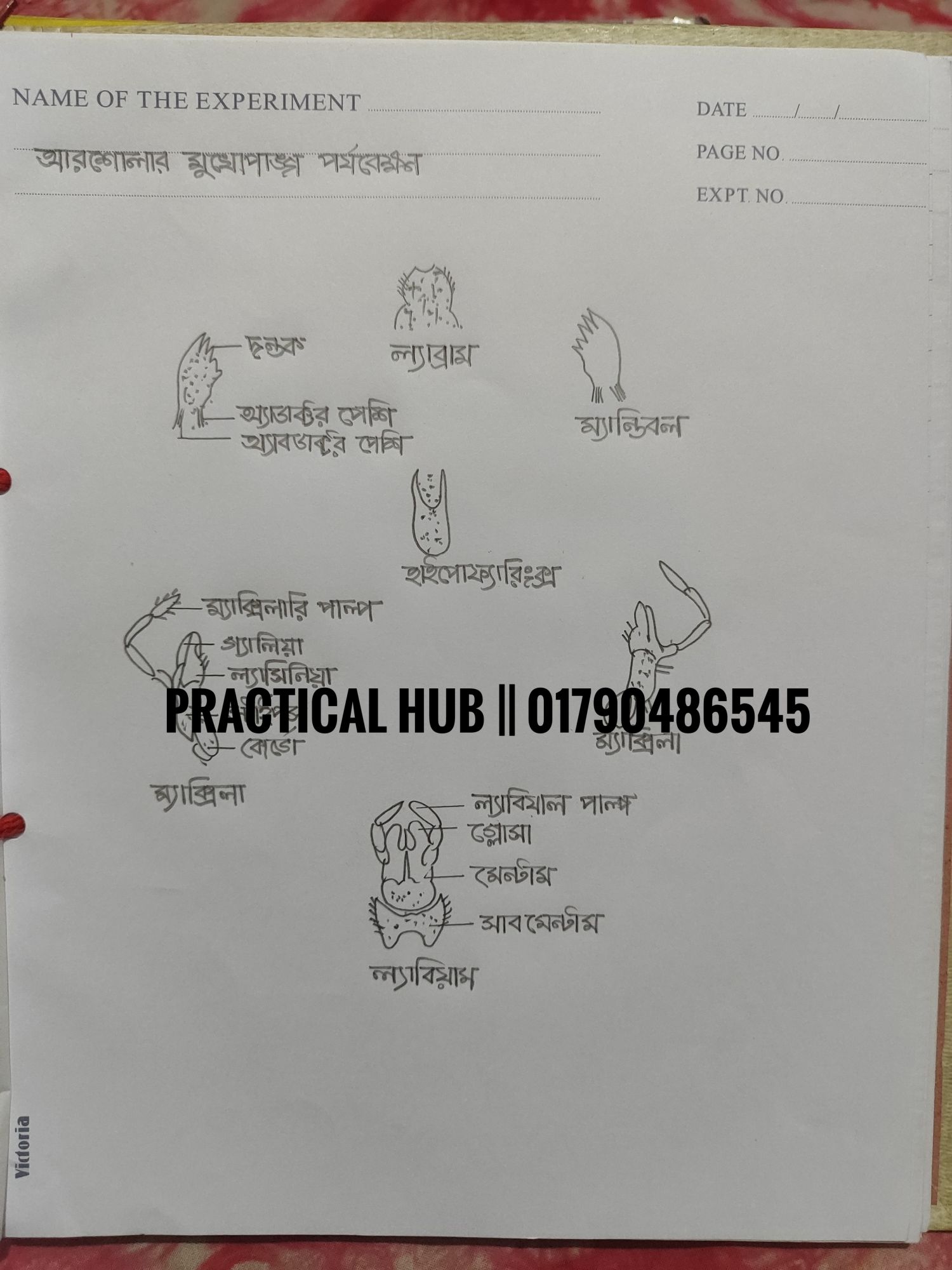 Hsc 2025 Biology 2nd Paper Full Complete Practical Notebook. 