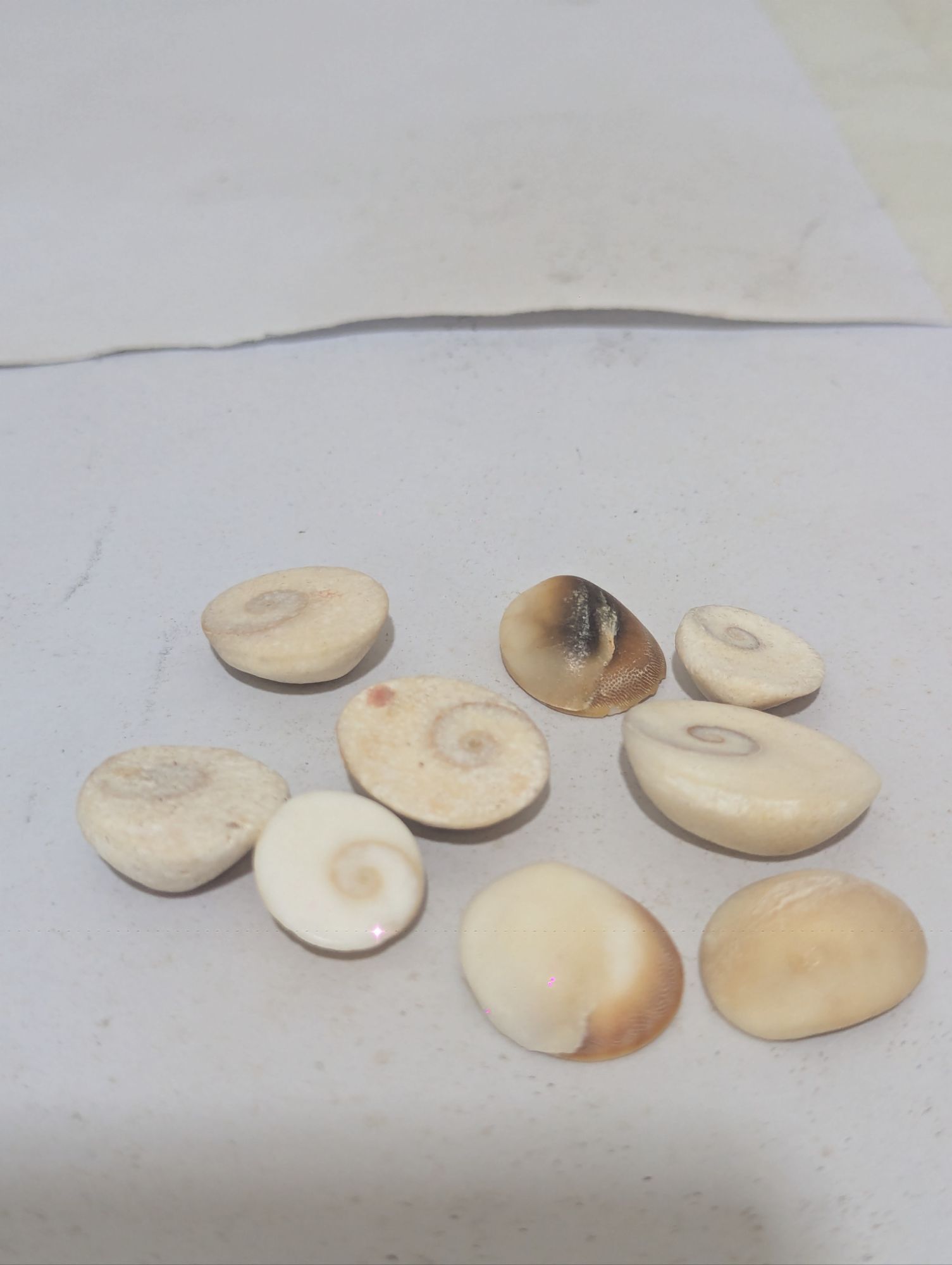 Original Gomti Chakra (15) Mix Sizes, White. 