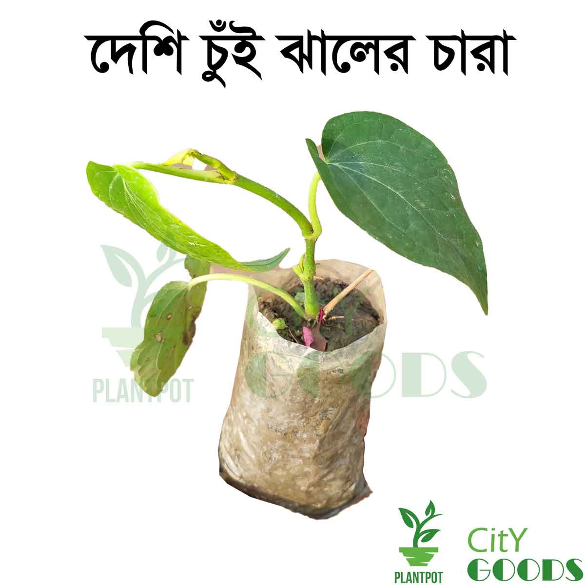 Chui Jhal Plant