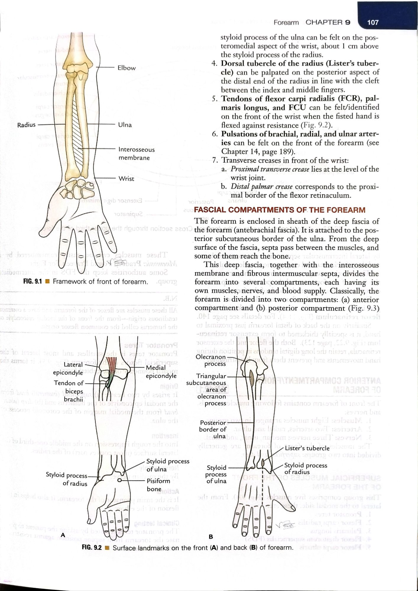 VISHRAM SINGH TEXTBOOK OF ANATOMY - UPPER LIMB AND THORAX ( VOLUME 1 ) FOURTH EDITION. 