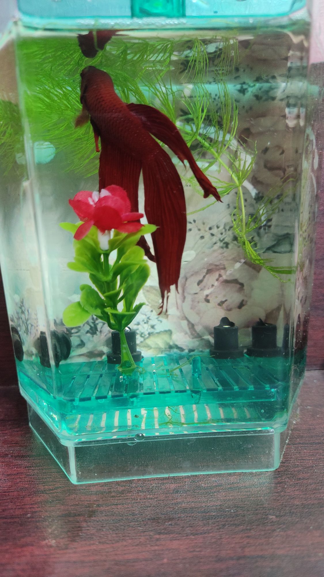 Betta House (Single House With Light) For Fish. 
