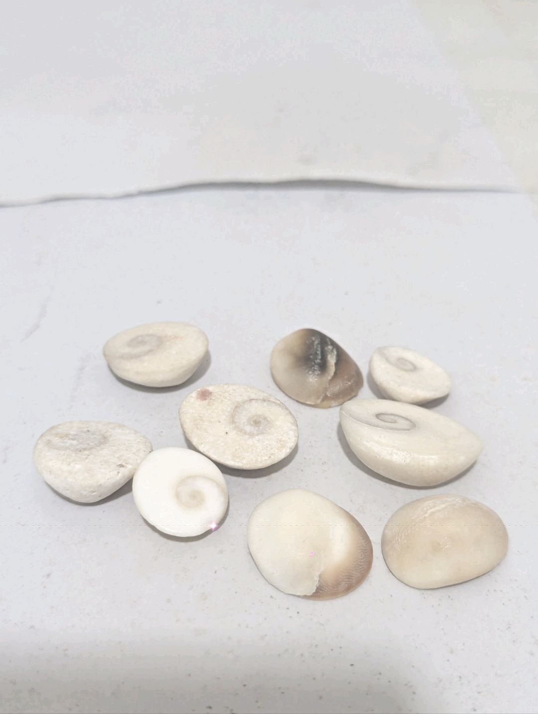 Original Gomti Chakra (15) Mix Sizes, White