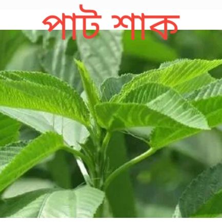 Best Quality pat Shak 20 gm seed,. 