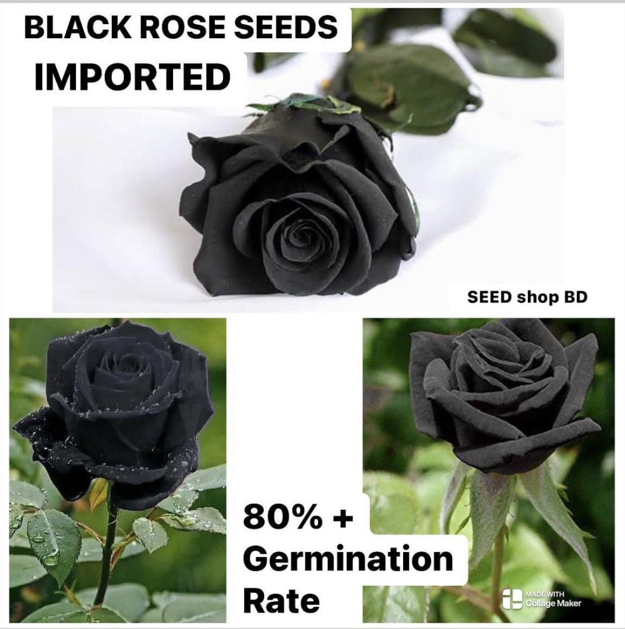 Authentic Black Rose Seeds -30pcs+SURPRISE GIFT | Daraz.com.bd