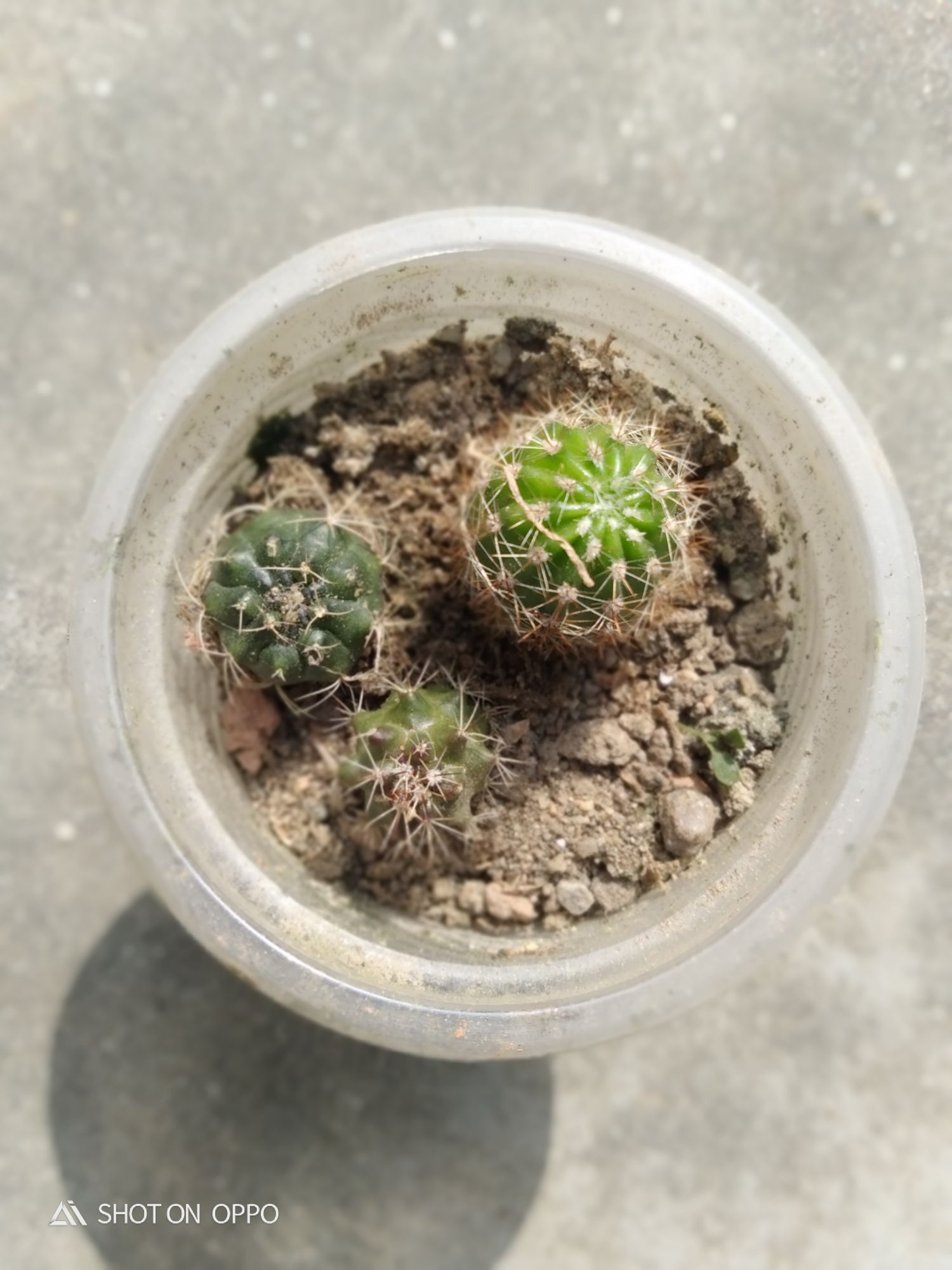 3 different cactus with out pot and media. 