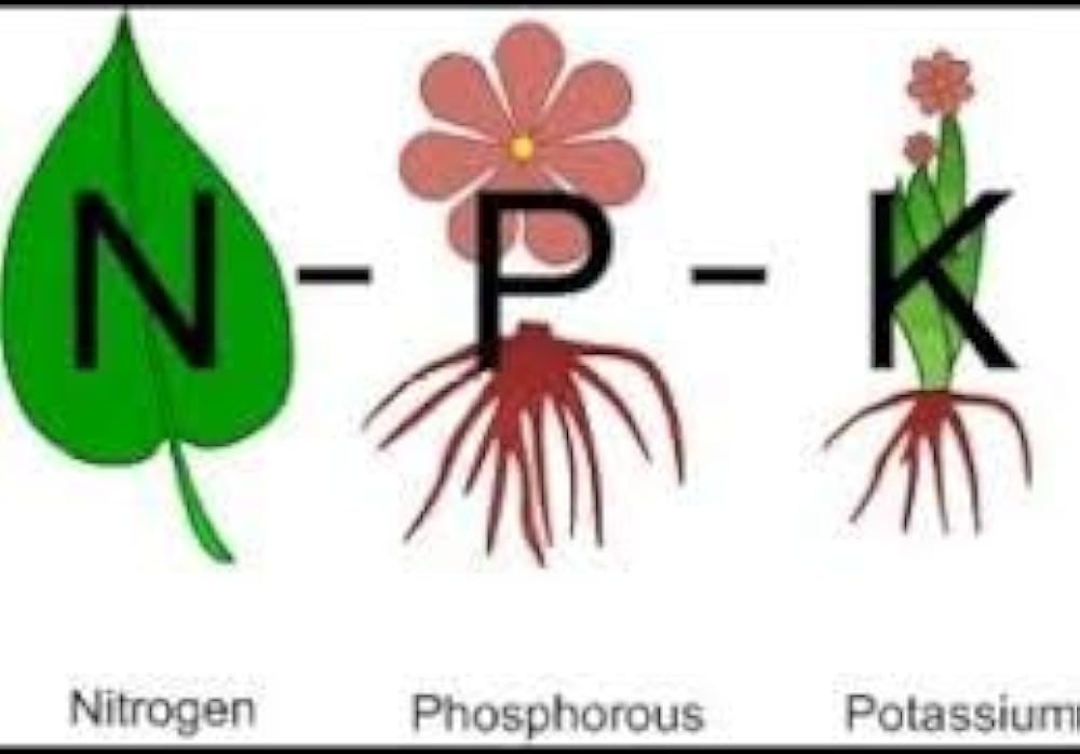 NPK 12 61 00 For Plants MONO AMMONIUM PHOSPHATE 100 gm Repack Packet Water Soluble Fertilizer   FOR VEGETABLES FLOWER HYDROPONICS and FRUITS Speciality Crystalline  Aries Agro  Indian. 