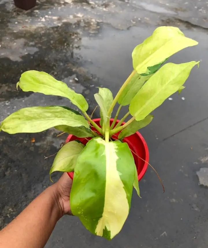 Philodendron patabahare tree