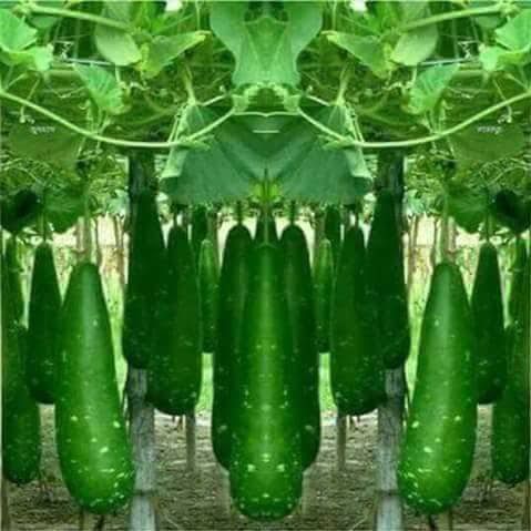Hazari gourd seeds 10 pcs. (Repack & include gift- 3 items). Improved seed.