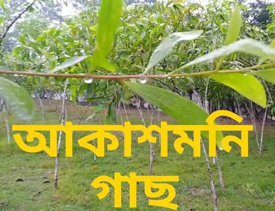 Akashmoni tree seed 100 Pcs. (Repack & Gift- 3 items.)