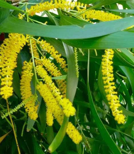 Akashmoni tree seed 100 Pcs. (Repack & Gift- 3 items.). 