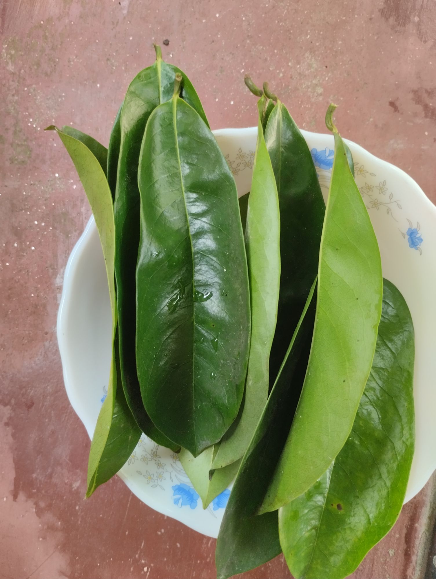 Soursop leaves corossol leaves 200 pcs. 
