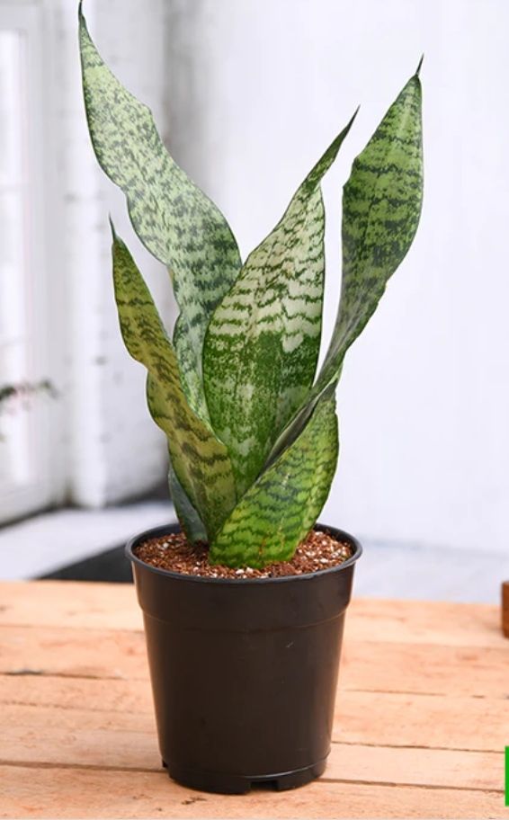 Snake plant 1 peace