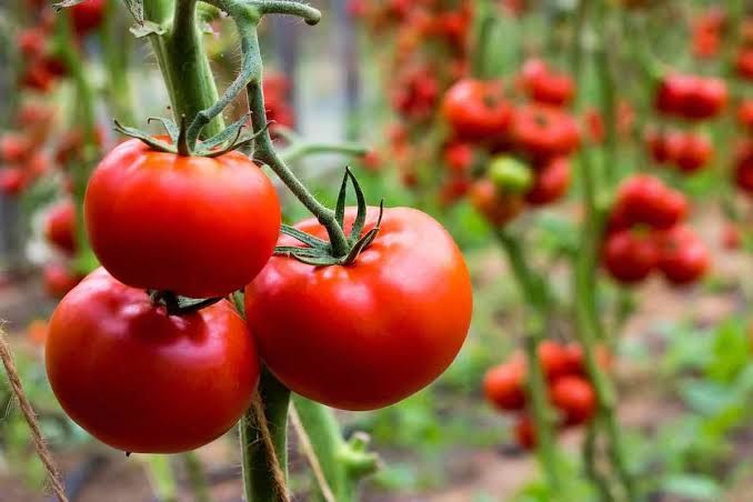 Hybrid Ratan Tomato 50+ Seeds Red Colour. 