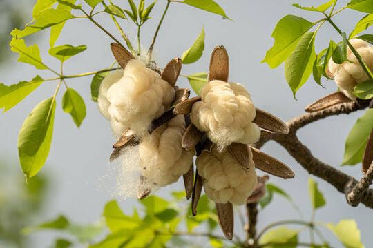 খাঁটি শিমুল তুলা (২ কেজি— বিচি পরিষ্কার করা)