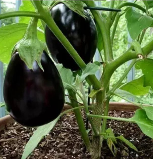 Thailand palm eggplant seeds 50 pcs. (Repack & Gift- 3 items.)