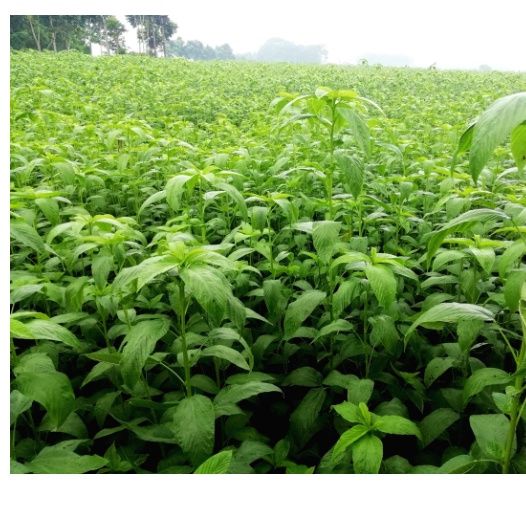 Best Quality pat Shak 20 gm seed,. 