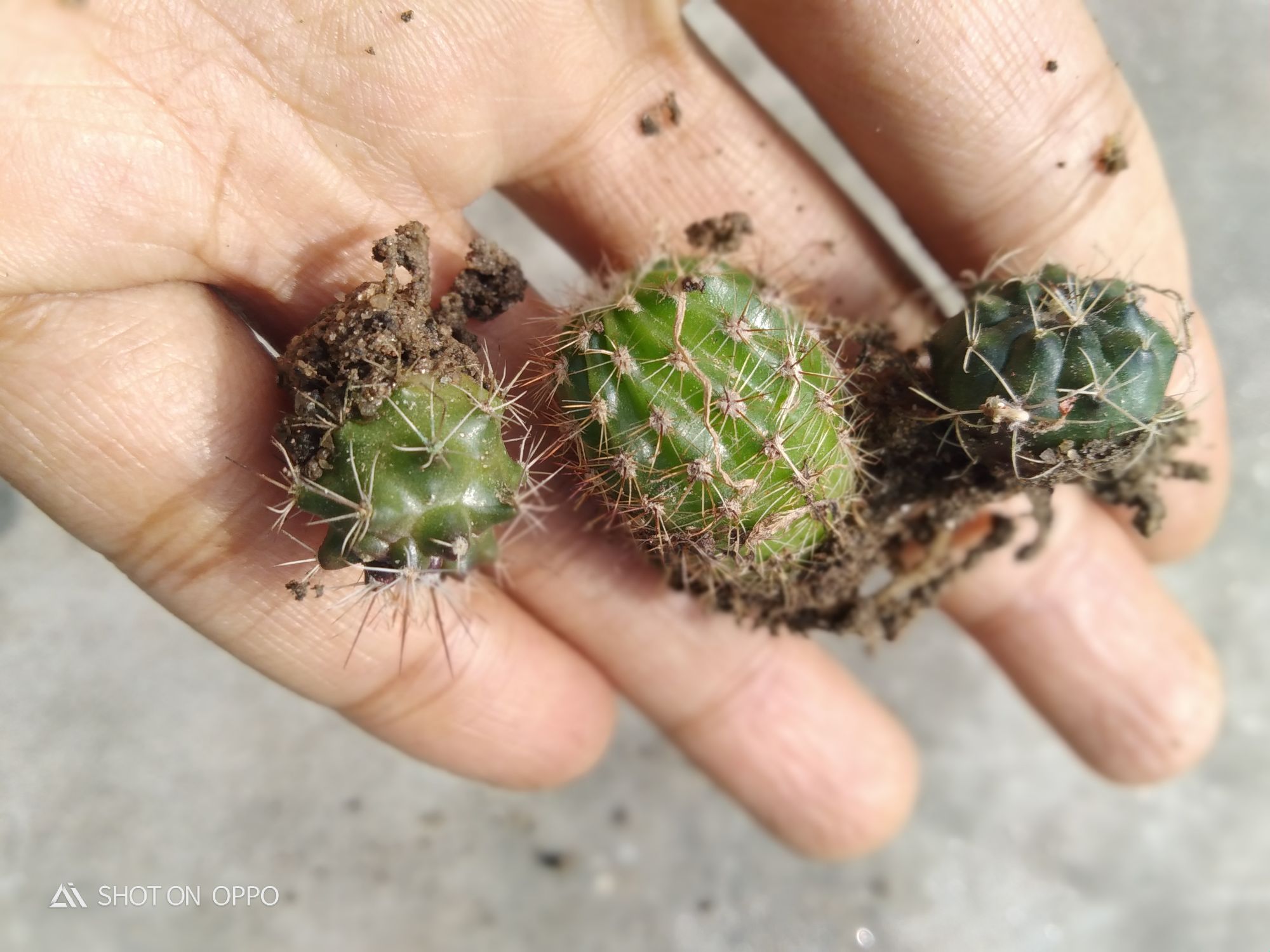 3 different cactus with out pot and media. 