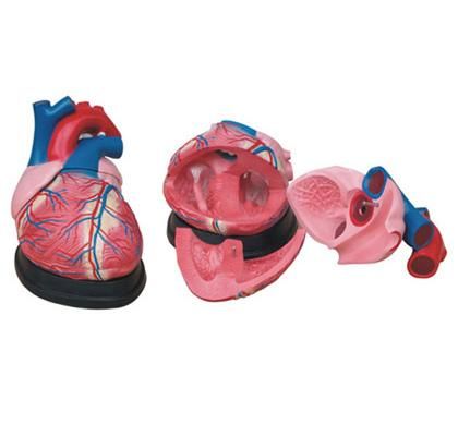 Jumbo Heart Model
Product No: XC-307