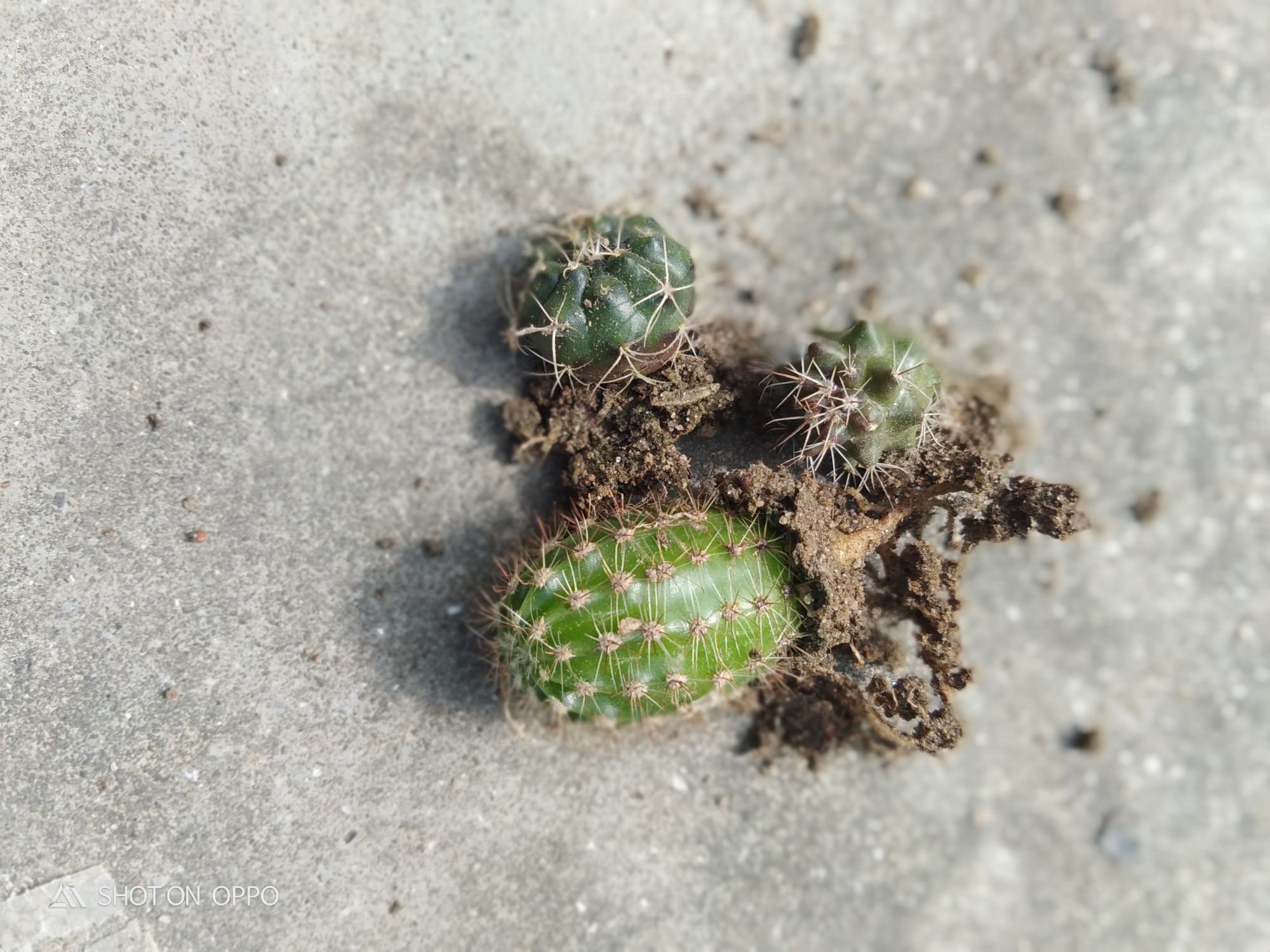 3 different cactus with out pot and media. 