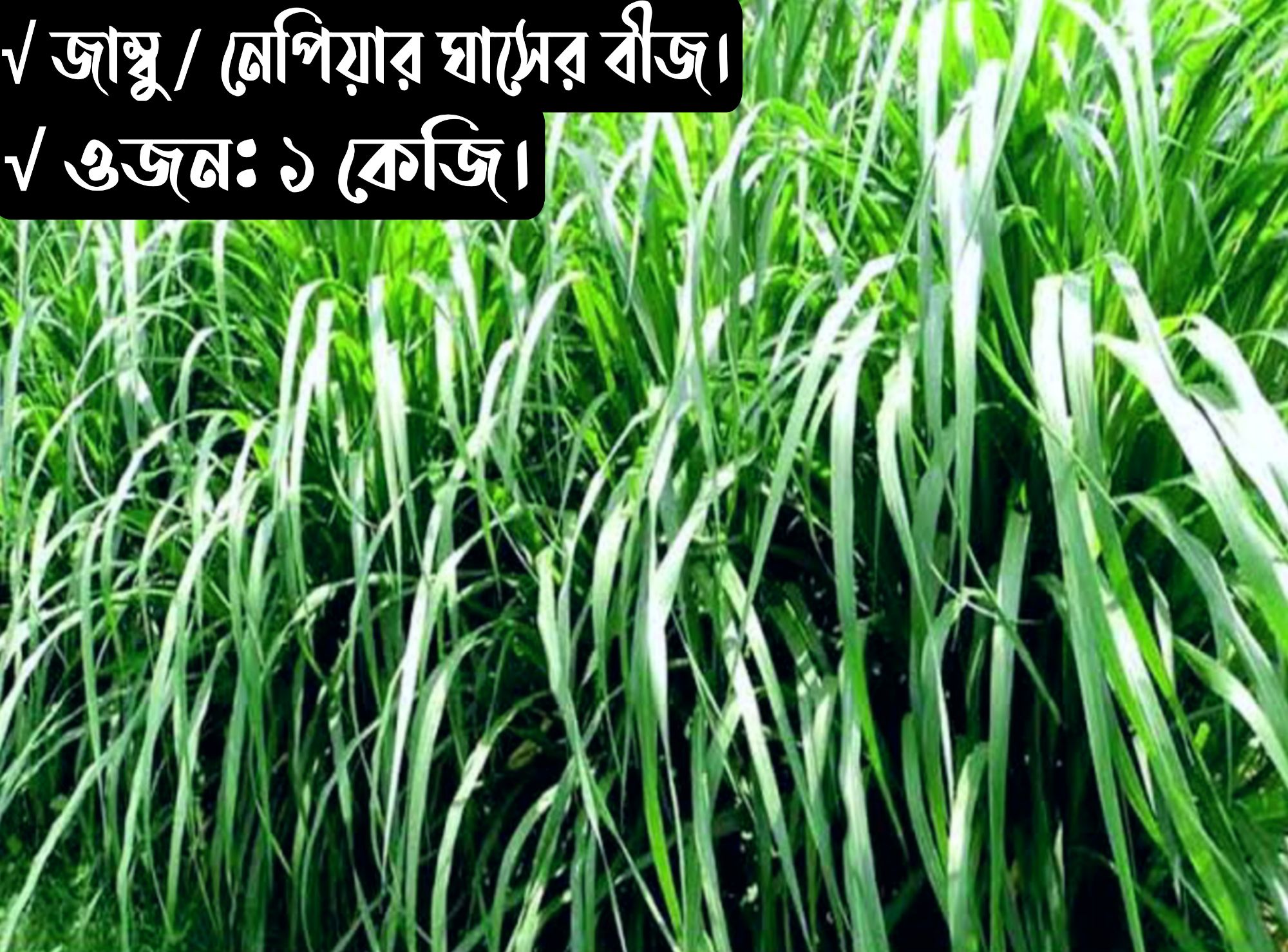 Jumboo / Napier Grass Seeds ( Weight: 1kg).