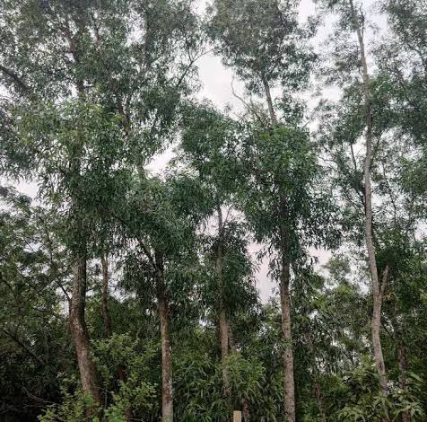 Akashmoni tree seed 100 Pcs. (Repack & Gift- 3 items.). 