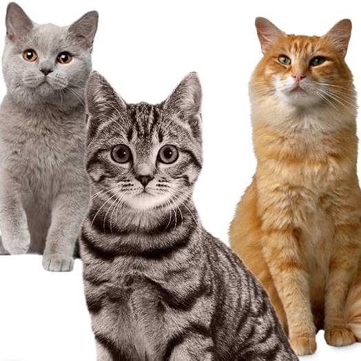 Shop online with Basic Mart now! Visit Basic Mart on Daraz.