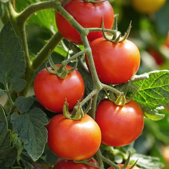 Hybrid Ratan Tomato 50+ Seeds Red Colour. 
