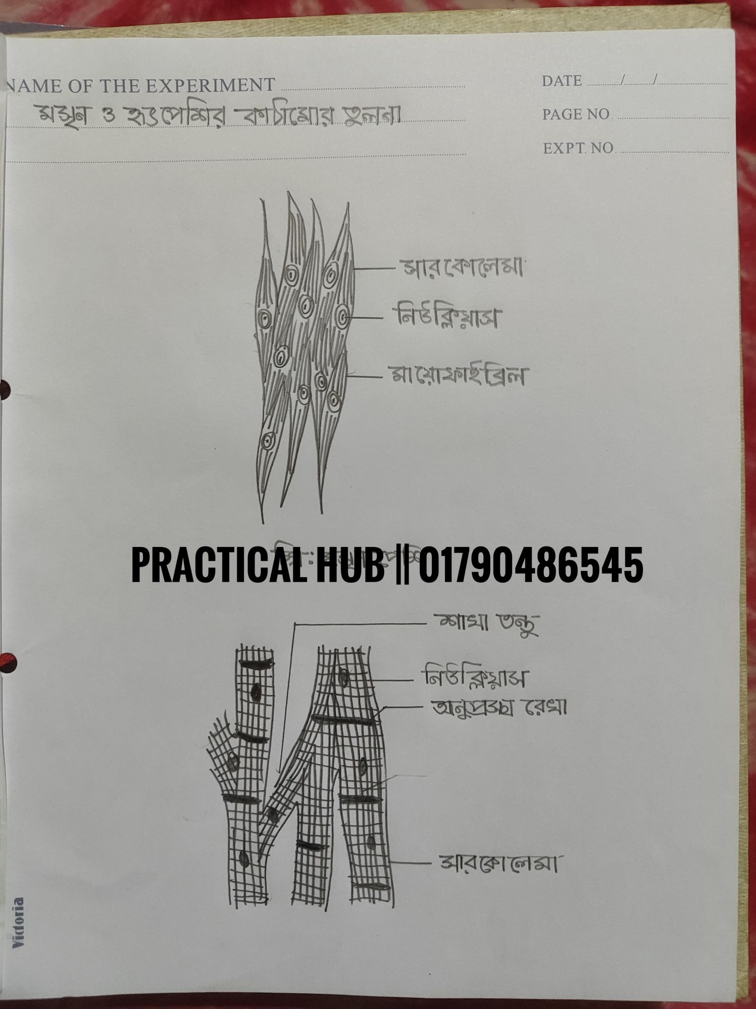 Hsc 2025 Biology 2nd Paper Full Complete Practical Notebook. 