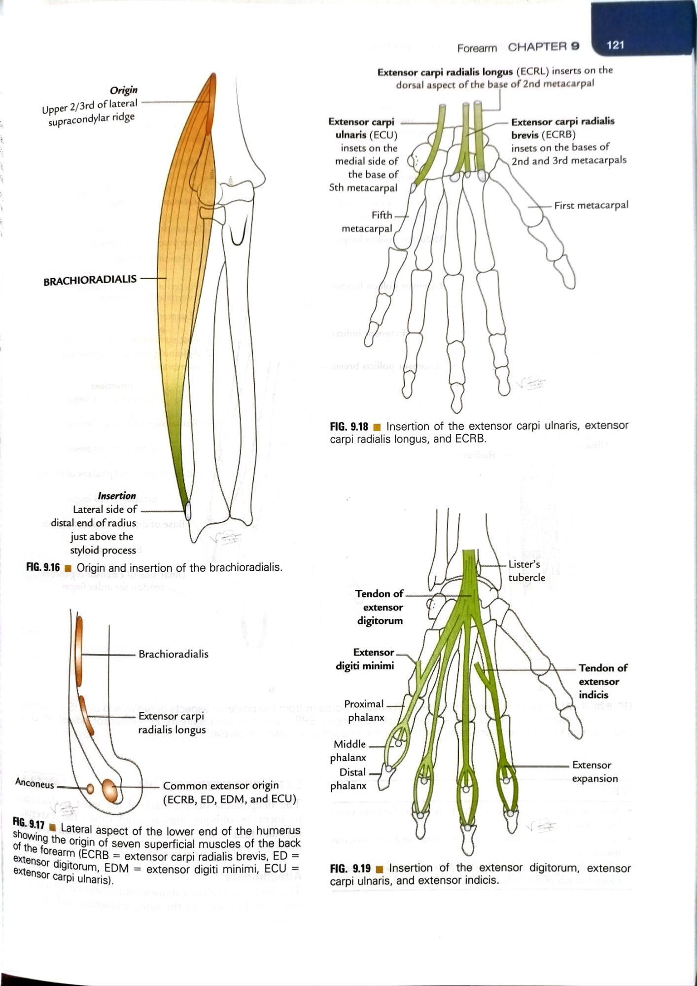 VISHRAM SINGH TEXTBOOK OF ANATOMY - UPPER LIMB AND THORAX ( VOLUME 1 ) FOURTH EDITION. 