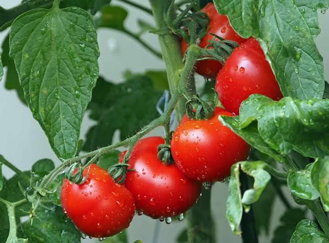 Hybrid Ratan Tomato 50+ Seeds Red Colour