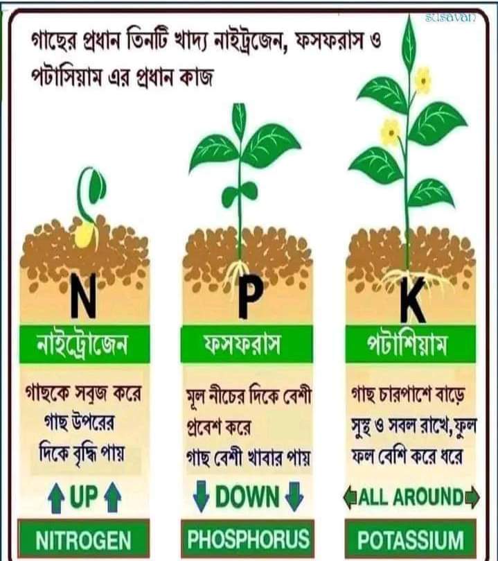 NPK 12 61 00 For Plants MONO AMMONIUM PHOSPHATE 100 gm Repack Packet Water Soluble Fertilizer   FOR VEGETABLES FLOWER HYDROPONICS and FRUITS Speciality Crystalline  Aries Agro  Indian. 