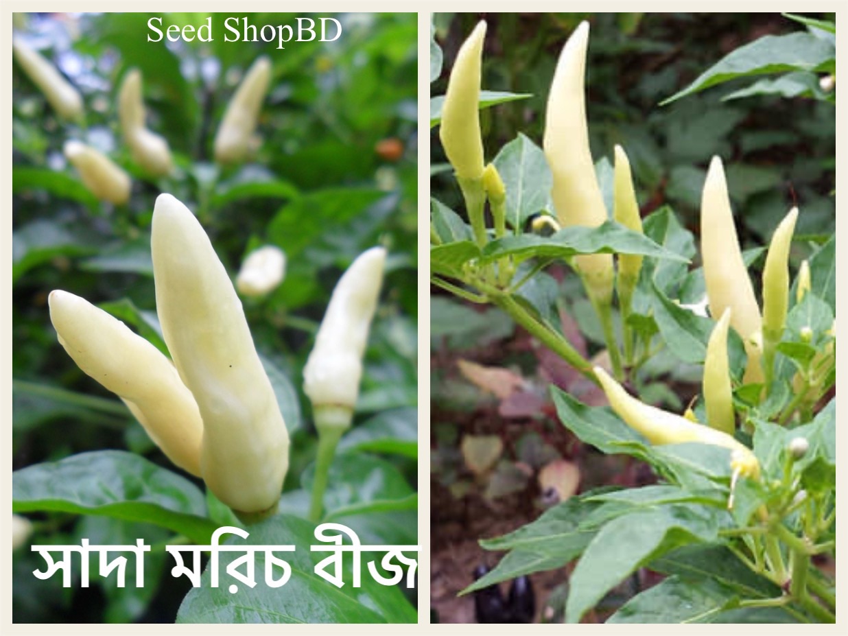 Imported Hybrid White colour chili seeds -20pcs